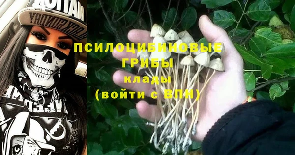 стаф Богданович